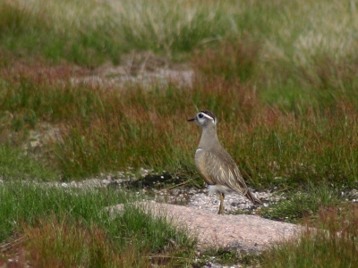 Verschillende Morinelplevieren waren aanwezig op de hoogvlakte van de Cairngorm. Bij vele volgde de kuikens ze op de voet.