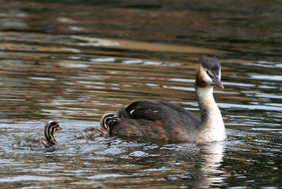Pa Fuut heeft de jonkies  afgeschud,hij is op jacht naar prooi, ze willen nu bij Ma op de rug.
Canon 350D, Lens 400L,1/1000,8.0 -2/3e stop, iso 400.