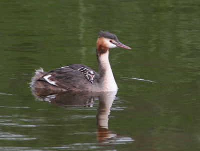 Ma Fuut wacht geduldig met de 2 jonkies op de rug tot Pa Fuut terug komt met buit, hij is soms wel meer dan 150 meter weg.
Canon 350D, Lens 400L,1/800,6.3 -1 stop, iso 400.