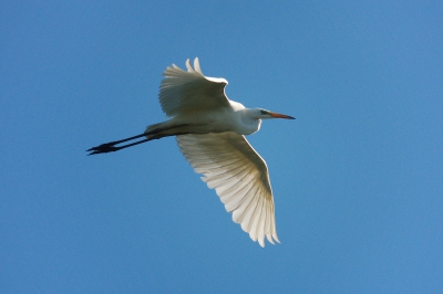 Mijn eerste plaat hier, als jullie 'em leuk vinden. In mijn jeugd verwoed vogelaar, kwam ik na minstens 20 jaar weer eens in de OVP, nu voor de koniks eigenlijk. Tot mijn stomme verbazing was een grote zilver zo ongeveer het eerste waar ik bijna letterlijk tegenop liep. Mijn hele dag meteen goed! Wist ik veel dat die beesten tegenwoordig heel normaal zijn... er is veel veranderd; het lijkt ook wel alsof iedereen nu vogelplaten kiekt die destijds toch echt wel heel exclusief waren :-)