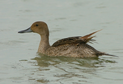 Deze pijlstaart was het enige interessante vrijdag voor de hut de Kluut. Je kan echt merken dat we in een 'tussenfase' zitten met de vogeltjes. Er waren zelfs geen lepelaars meer te ontdekken.

Heb ook eens geprobeerd om de foto wat 'zachter' af te werken in plaats van hard verscherpen. Werkt het?