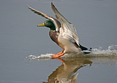 Happy Landing.
Niet gecopt, Canon D20, Sigma 85-400 mm
