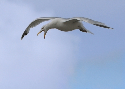 Tijdens de vakantie in Frankrijk diverse foto's gemaakt van meeuwen. Dit is er eentje van. Bij deze vind ik de expressie van de vogel leuk, maar helaas geen mooie strakke blauwe lucht.
Exif: 1/5000; f 6.3; ISO 400