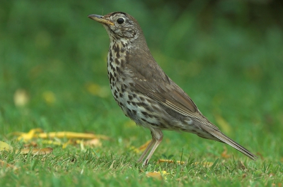Nikon D70+ Sigma 170-500, @270, 1/400, F6.3, ISO 320, Vanuit de hand