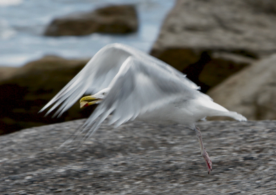 Buit binnen, snel wegwezen!
Exif: 1/250; f6.3; ISO 400; 1 stop overbelicht