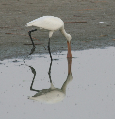 In de vroege ochtend was deze lepelaar aan het fourageren. Het leverde een mooi plaatje met spiegelbeeld op.