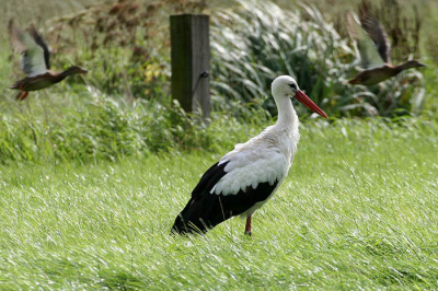 Zat lekker zijn ding te doen in het weiland.