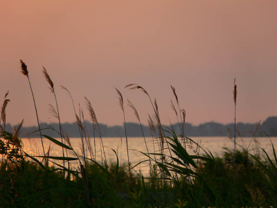 Pas gisteren ontdekte ik hem. Ik bekeek mijn landschapfoto's en toen viel mijn oog er op. Een ijsvogel, tenminste dat denk ik. Ik herken de snavel van een ijsvogel en ik heb hem daar in de buurt eerder ook gefotografeerd. Je moet wel goed kijken hoor!
