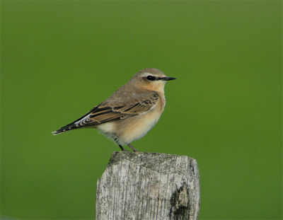 Nog eentje van de Tapuit.
D2X - AF-I 600/F4, 1/500 sec @ F5.6 ISO 400
Belichting aangepast met pS