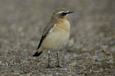 Nog eentje van de Tapuit.
D2X - AF-I 600/F4, 1/500 sec @ F5.6 ISO 400
Belichting aangepast met pS