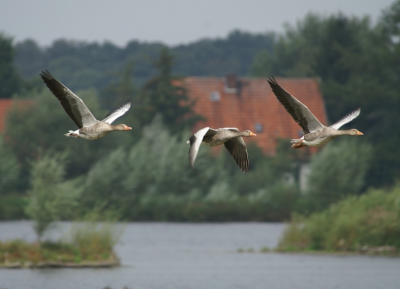 De ganzen vloegn continu tussen het weiland en de plas om te fourageren.