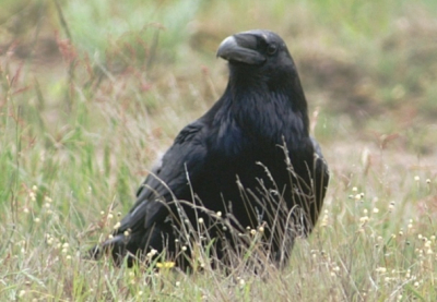 Tijdens onze vogeltrip in de Muritz kon ik o.a. deze Raaf vastleggen. We kregen niet veel megelijkheden om deze grote vogels van dichtbij te benaderen.