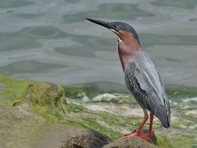 <i class='fa fa-user'></i> Seraf van der Putten | Groene Reiger  <i class='fa fa-eye'> 749</i>  <i class='fa fa-thumbs-up'> 2</i>   <i class='fa fa-comment-o'> 6</i>