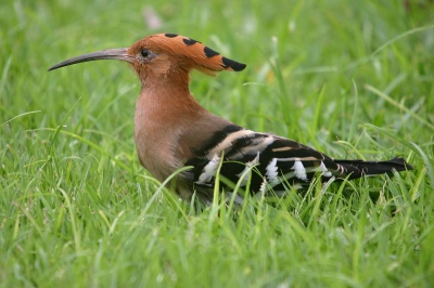 Op birdpix was er deze week een hop uit Isral, die commentaren over de ondersoort losweekte. Deze is uit Thailand, en opvallend donker. De vogelgids (Craig Robson, Birds of Thailand) geeft 'longirostris' als lokale ondersoort.