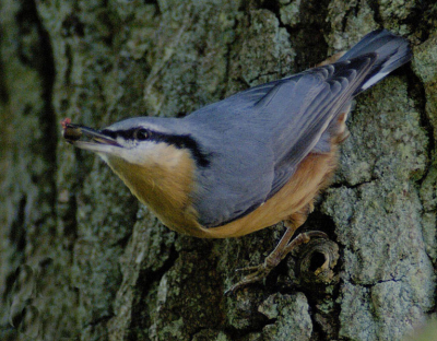 Deze boomklever kon maar geen genoeg van deze besjes krijgen en oh wat zijn ze bewegelijk. Weinig licht veel schaduw van de bomen.
D2X- AF-I 600/F4, 1/350 sec @ F4, ISO 400 + 2 LW