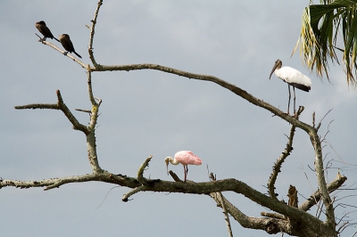 Zomaar langs de weg zaten deze in de boom, naast de lepelaar ook een kaalkopooievaar en twee aalscholvers.