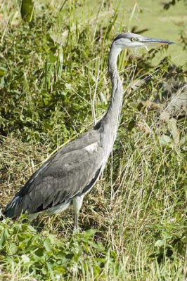 Deze Blauwe Reiger bleef staan (Hollandsekade tussen Woerden en Kockengen) ondanks dat ik 'm tot 3 mtr was genaderd