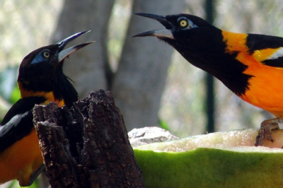 Vanuit mijn kantoor kan ik deze troepiaals zien die zich te goed doen aan een sappige watermeloen. Omdat de troepiaal een erg territoriale vogel is lopen de gemoederen op de rand van de meloen soms hoog op. Dit leverd natuurlijk wel leuke foto's op. Als je meer foto's van Bonairiaanse vogels wilt zien, kom dan eens kijken op mijn website www.bscbonaire.com
onder het kopje "photo's"
