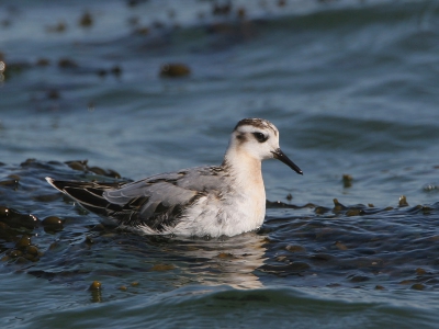 Deze juveniel kwam plotseling invliegen toen we Bonte Strandlopers stonden te fotograferen. Tussen de basalt blokken gekropen voor een wat lager standpunt.
Canon 20D / Canon 500mm + 1.4 x