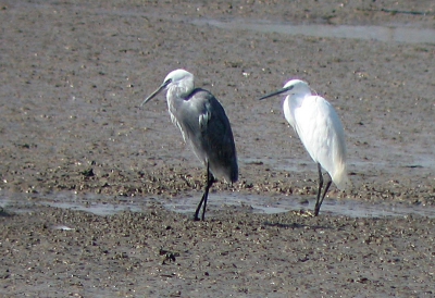 <i class='fa fa-user'></i> Harry | Kleine Zilverreiger  <i class='fa fa-eye'> 407</i>   <i class='fa fa-comment-o'> 1</i>