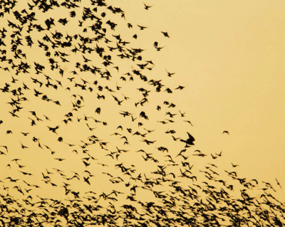 Nog eens het avondballet 'Het Spreeuwenmeer' aan de Frieze westkust. Het is moeilijk kiezen uit 200 woeste actie foto's. Ik denk dat ik een serieuze gooi kan doen naar het record aantal vogels op 1 foto. Later misschien. Hier weinig vogels, maar wel een strak silhouet van de dirigent.