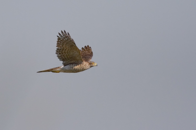 Vandaag een ochtend door gebracht in de vogelobservatiehut "De Visarend", in de hoop de Visarend op de foto te kunnen zetten. Helaas liet de Visarend zich wel zien maar alleen van hele grote afstand. Toen bleef er een ijsvogel zo'n tien tot vijftien seconden stil hangen op ongeveer een meter of drie, vier voor mijn neus. Mijn hart klopte in mijn keel en mijn toestel stond finaal fout ingesteld. Dus een gemiste kans die ik niet snel zal vergeten. Gelukkig kon ik nog een behoorlijke foto maken van een Havik en een Bruine kiekendief.

Canon 350D; Canon 400mm. f5.6; ISO 200; 1/2500; f5.6;-1/3 uit de hand.