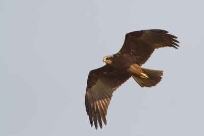 Vandaag een ochtend door gebracht in de vogelobservatiehut "De Visarend", in de hoop de Visarend op de foto te kunnen zetten. Helaas liet de Visarend zich wel zien maar alleen van hele grote afstand. Toen bleef er een ijsvogel zo'n tien tot vijftien seconden stil hangen op ongeveer een meter of drie, vier voor mijn neus. Mijn hart klopte in mijn keel en mijn toestel stond finaal fout ingesteld. Dus een gemiste kans die ik niet snel zal vergeten. Gelukkig kon ik nog een behoorlijke foto maken van een Havik en een Bruine kiekendief.

Canon 350D; Canon 400mm. f5.6; ISO 200; 1/1250; f5.6;+1/3 uit de hand.