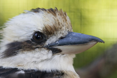 Ik heb even zitten twijfelen of ik deze opname moest plaatsen op Birdpix. Hij is namelijk genomen in Aqua Zoo te Leeuwarden. 

Omdat er nog maar heel weinig foto's van deze prachtige vogel op BP staan, heeft me doen te besluiten op mijn foto te uploaden.

Deze Kookaburra (lachvogel) bleef heel mooi zitten toen ik dicht bij zijn verblijf kwam. Ik was heel benieuwd hoe het resultaat zou worden omdat ik door gaas heen moest fotograferen. Ik ben zeer tevreden met dit eindresultaat. het gaas op de voorgrond vind je niet weer en het gaas op de achtergrond geeft een heel mooi effect.



Canon EOS 300D
Sigma 80-400 OS EX

400mm 
F 7.1
1/200
ISO 200