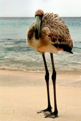 Het was vroeg in de ochtend dat ik bij Plaza Resort op weg was naar mijn dagelijkse checkup van het zwembad dat ik op het strand deze eenzame en ontdane baby Flamingo zag staan op het lege strand. Het is voor deze periode van het jaar niet raar dat jonge Flamingo's stranden in de " bewoonde"  wereld. Ze kunnen door de harde wind de vlucht van Venezuela vaak niet aan en landen voordat ze op hun eetplek zijn aangekomen.  Gelukkig zijn er altijd mensen die de Flamingo's een handje helpen en ze bij hun families afzetten. Ook deze Flamingo is door mij afgezet in de buurt van de Zoutpannen, waar ze zeker verenigd is met haar familie.