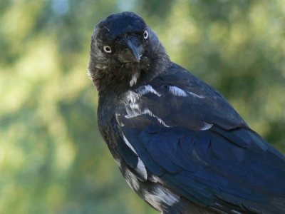 Mijn eerste bijdrage in Birdpix.
Een kauwtje met veel wit in zijn veren.