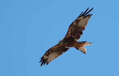 Nikon D 70 300mm/f2.8
1/2000 sec- f/4.5
During the migration step badly of royal Milan passes in this area, that passed any meadows.