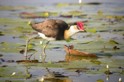 <i class='fa fa-user'></i> Erik | Australische Jacana  <i class='fa fa-eye'> 464</i>  <i class='fa fa-thumbs-up'> 5</i>   <i class='fa fa-comment-o'> 0</i>