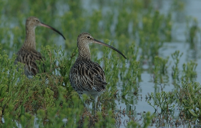 This foto was taken at  Olron island this week end. that was a long time that I tried to photograph the curlew