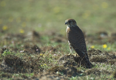 Zelfde als mijn vader. Het was heel jammer van het keiharde licht, wat we een beetje schuin tegen hadden. 

Nikon D70+ Sigma 170-500, @500, 1/200, F8, ISO 200