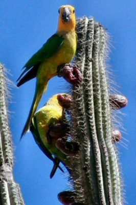 Ik was aan het werk in een pool op Sabalpalm toen ik ineens een luid gekwetter hoorde. Toen ik over de rand keek zag ik heel dichtbij deze parkieten zich teoed doen aan de vruchten van de cactus. Deze foto heb ik gemaakt met een beschadigde lens dus heb ik de kras eruit moeten croppen.
Maar toch een leuke plaat geworden.