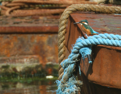 De laatste tijd door het grote aanbod veel "geijsvogeld" in het havengebied vlak in mijn buurt
Opvallend hoe de IJsvogel blijkbaar als camouflage "zijn" eigen kleuren opzoekt zoals oranje- en azuurblauwe meertouwen en/of verroeste buizen en platbodems van oude baggerschepen

Canon 30D EF500mm F4 IS TCx2  Tv 1/500 Av8.0 ExC-2/3 ISO200 op statief vanop de kaai