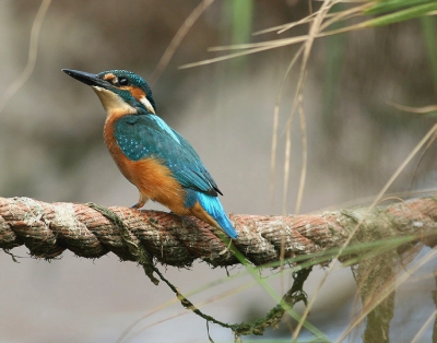 Hier heb ik de schuwe IJsvogel beetgenomen door na lange tijd vanop de kaai fotograferend, dan wat kledingstukken op de telescoop opgehangen, vervolgens ongezien via een zijweg door de rietbegroeiing van de oever wat dichterbij geslopen ... ik kon amper2 foto's van dichterbij schieten!

Canon 30D EF400mm F5.6 Tv 1/200 Av 5.6 ISO200 uit de hand