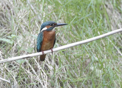 Vanmiddag met de schuilhut op pad geweest. Eerst enkele stokken geplaatst, Erg weinig licht. 1/50 s. f 6,3 Sigma 170-500. Nikon D70. Helaas ging de vogel vijf meter achter mijn stokken zitten. Morgen maar op voor de herkansing.