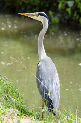 Bij een wandeling stuitte ik op dit exemplaar dat rustig langs de waterkant zat. Gelukkig zo aardig om even te blijven zitten!
Canon 350 D 300mm+1,4x f9