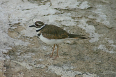 deze killdeer liep langs de oever van het meer tussen de warmwaterbronnen
