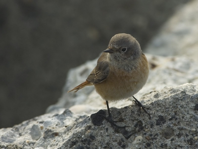 Vanochtend met mijn vader naar de zuidpier geweest om steenlopers en bonte strandlopers te fotograferen. Het werden jan van genten (maar niet goed genoeg voor Birdpix) en tot mijn verrassing een gekraagde roodstaart.