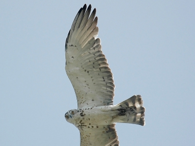 Short-toed Eagle - Circaetus gallicus - a second year bird, looking at me as if I were the snake he was looking for. This picture was taken on an incredibly hot day in Croatia at the Peljesac peninsula. After I took this picture the bird was chased away by a territorial adult of the same species.