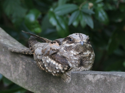 Gisteren ook met de excursie meegeweest. Een paar plaatjes kunnen maken voor het volgende groepje vogelaars aan de beurt was. Mijn dank aan de bewoners voor het openstellen van hun tuin.
Canon 20D / Canon 500mm.