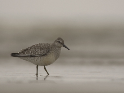 In somber weer met weinig zijn Kanoeten in winterkleed (hier een juveniel, zoals vrijwel altijd op de pier) vaak op zijn mooist.