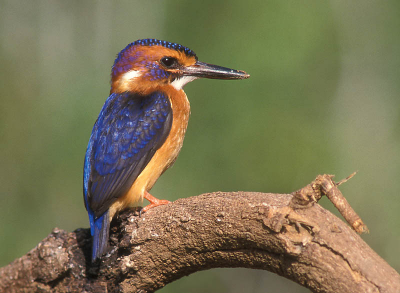 Een van Afrika's kleinste IJsvogels.