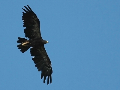 Deze arend was gepaard aan een gewoon gekleurde schreeuwarend. Vanwege het exteem donkere voorkomen en de grove bouw (o.a. zware snavel) vraag ik me af of deze vogel een hybride met bastaardarend is (een bastaardarendbastaard). Structuur lijkt gewoon Schreeuwarend, al is het tellen van de vingers door de handpenrui niet zo eenvoudig. Is er iemand hier die ervaring heeft met schreeuw-/bastaardarendhybrides?