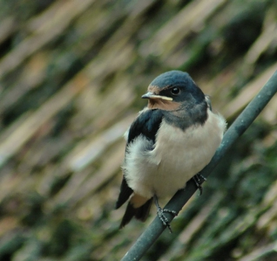 Deze jonge boerenzwaluw is een van de 21 die bij ons het levenslicht zagen. Ze gingen vaak op de bliksemafleider van ons rieten dak zitten. gemaakt met 70-300mm 1:4-5,6G F6,3 1/60s