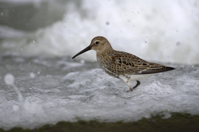 Juveniel bontje in de surf. Tijdens dit soort momenten ben je blij met een snelle autofocus, want de strandloper rende bij ieder golfje snel weg. Foto is nauwelijks gecropt.