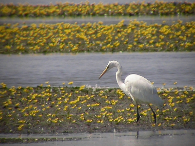 <i class='fa fa-user'></i> Daan Schoonhoven | Grote Zilverreiger  <i class='fa fa-eye'> 1065</i>  <i class='fa fa-thumbs-up'> 3</i>   <i class='fa fa-comment-o'> 0</i>