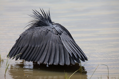 Typische houding van deze vogel(umbrella feeding) tijdens het vissen
